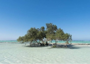 «سي إن إن» تقارن بين المالديف ومرسى علم: قطعة من الفردوس بالبحر الأحمر