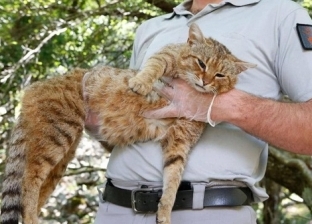 اكتشاف نوع جديد من القطط في إيطاليا يدعى "القط الثعلب"