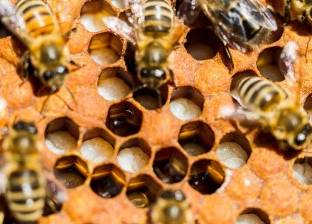 علماء يكتشفون لقاحا جديدا يحمي النحل من مرض قاتل وينقذ إنتاج الغذاء