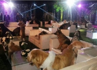 "المعازيم كلهم كلاب".. حقيقة صورة متداولة لحفل زفاف على "فيس بوك"