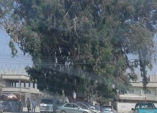 "شجرة الكينيا".. دليل الزوار في الشيخ زويد