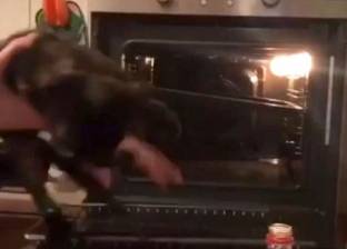 "فيديو صادم".. شاب يضع قطة داخل فرن