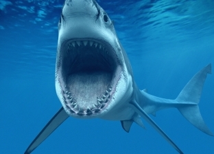 أنواع سمك القرش في البحر الأحمر.. بينها المطرقة والنمر
