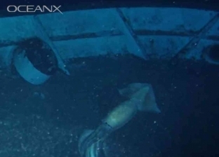 العثور على مخلوق غامض ضخم في البحر الأحمر «فيديو»