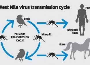 قلق من انتشار فيروس غرب النيل بعد اكتشافه في طائر نافق في لوس أنجلوس