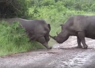 بالفيديو| مشاجرة حامية بين اثنين من "وحيد القرن".. "لا يفوتك المشهد"