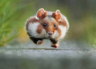 دراسة جديدة: الفئران تتأثر بـ"الدغدغة" مثل البشر