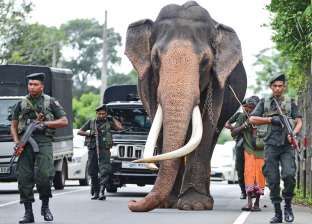 رئيس سيرلانكا ينعى أقدس فيل بعد نفوقه.. «كنز وطني» (صور)