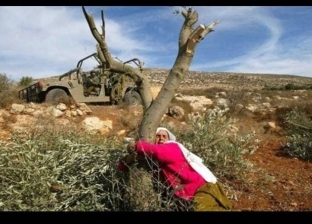 قصة أقدم شجرة زيتون في العالم.. فلسطينية متجذرة بالأرض منذ 5500 عام