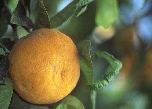"البرتقال بيقوي النظر".. دراسة أسترالية تكشف فوائد جديدة للبرتقال