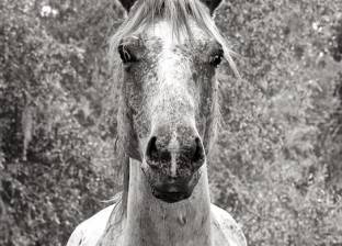 مصور فرنسي ينشر لقطات ساحرة لخيول برية في كتاب قريبا