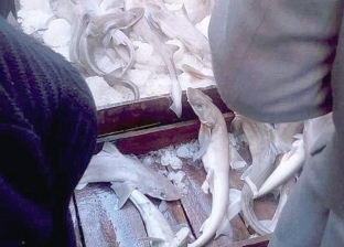 حقيقة بيع أسماك القرش بالإسكندرية.. البيئة والتجار: "Dogfish"