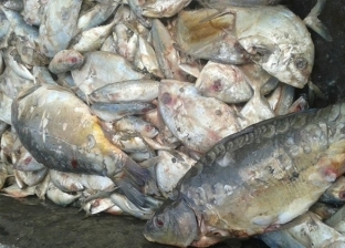 أسعار السمك والدواجن والبيض في شمال سيناء اليوم.. البوري بـ75 جنيها