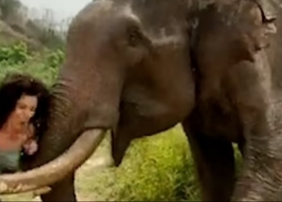 فيل ينتقم لكرامته من امرأة.. استفزته فأطاح بها في الهواء (فيديو)