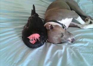 علاقة صداقة غريبة تجمع بين دجاجة عمياء وكلب بيتبول