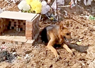 أوفى من البشر.. فيديو: كلب يبكي فوق قبر صاحبه ويرفض الرحيل