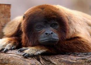 "للمرة الأولى".. اكتشاف تزاوج القردة مع أنواع أخرى في غينيا