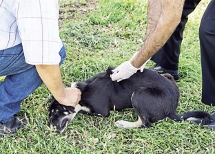 «شيراتون خالية من السعار».. حملة شعبية لتطعيم كلاب الشارع