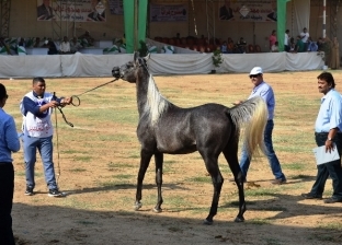 اليوم.. انطلاق مهرجان الخيول العربية في جمصة