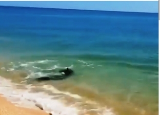 صور.. حقيقة ظهور دلافين على شواطئ دهب
