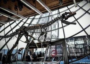 عرض هيكل لديناصور نادر في مزاد علني بباريس بسعر 150 مليون دولار