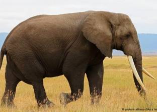 الفيلة أقل الثدييات نوما تليها الجياد