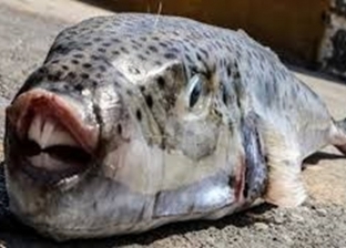 مواطنون عن سمكة "الأرنب" القاتلة: "بناكلها عادي وطعمها جميل"