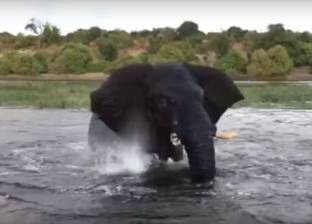 بالفيديو| مشهد مرعب.. فيل غاضب يهاجم زورقا للسياح