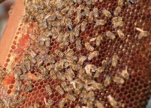 بالفيديو| لدغات النحل علاج لخشونة المفاصل والروماتيزم