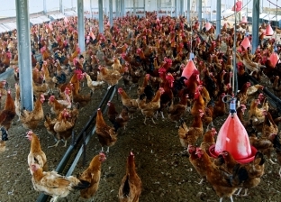 "زراعة الدقهلية": ننتج مليون دجاجة في العام.. والبنجر محصولنا الرئيسي