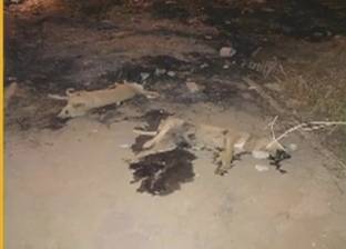 بالفيديو| إحراق كلاب حية في المعادي.. و"الرفق بالحيوان" تتهم الحي