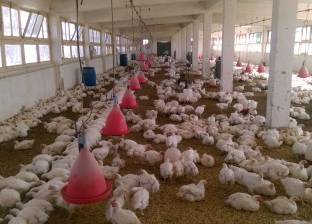 "الزراعة": تحصين المواشي والدواجن لخفض معدلات الإصابة بأنفلونزا الطيور
