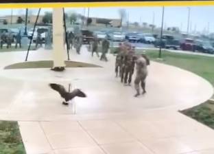 بالفيديو|  "أوزة" تثير رعب جنود بالجيش الأمريكي