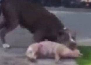 بالفيديو| أمريكية تبكي كلبتها الصغيرة المقتولة بأسنان "بيتبول"