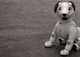 شركة تكرم «114 روبوت»: الجنازة حارة والميت كلب