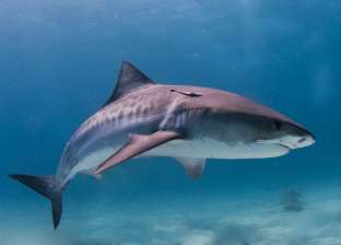 غير القرش.. أسماك أخرى خطيرة في البحار تهاجم البشر «صور»