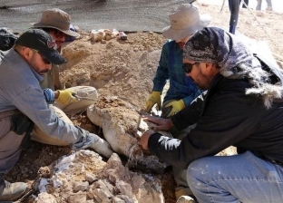 لأول مرة في مصر.. اكتشاف عظام سلحفاة بحرية عمرها 70 مليون سنة