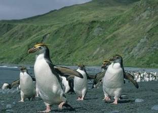 علماء: البطريق الملكي مهدد بالانقراض