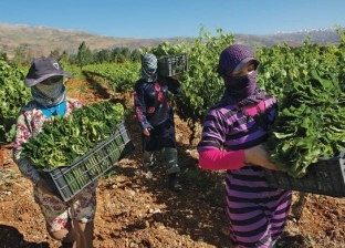 سوريا تعاني من ضعف المحاصيل الزراعية بسبب المناخ