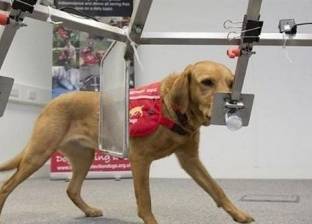 ابتكار كلب إلكتروني لإنقاذ الضحايا تحت الأنقاض