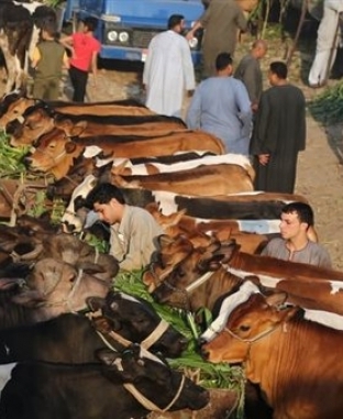 سعر كيلو اللحم البقري قائم اليوم 2024 
