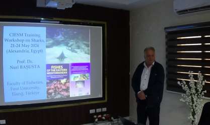 اللجنة العلمية للبحر المتوسط: تتبع تحركات أسماك القرش بالأقمار الصناعية