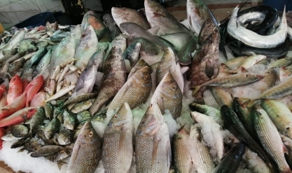    أسعار الأسماك اليوم في أسواق السويس.. الجمبري يبدأ من 150 جنيها