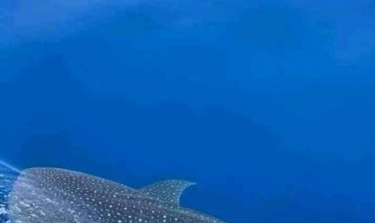 «القرش بهلول» بمرسى علم يجذب السياح ولا يتعرض للبشر
