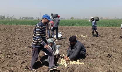 قواعد زراعة البطاطس الصيفي والشتوي.. لإنتاج جيد ونمو مثالي بلا خسائر