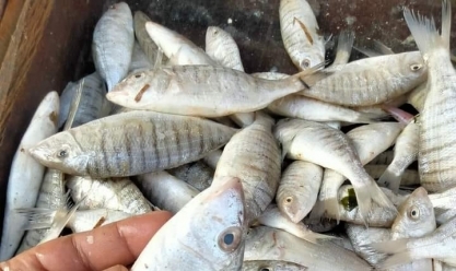5 طرق للتفرقة بين الأسماك الطازجة والفاسدة قبل شم النسيم.. اعرفها
