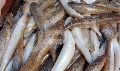 استقرار أسعار الأسماك اليوم في الأسواق ومنافذ التموين