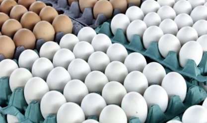 أسعار البيض اليوم الجمعة 24-5-2024 في بورصات الدواجن