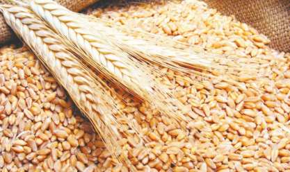 أستاذ بحوث: القمح المنزرع في صعيد مصر بجودة عالية وينتج منه رغيف العيش