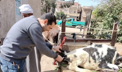 كشف بيطري لـ564 حالة من الماشية والطيور في قافلة بكفر الشيخ